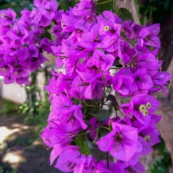 Majestic Purple Bougainvillea -Fruit Tree Shop Majestic Purple Bougainvillea 4 FGT