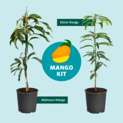 Alphonso Mango -Fruit Tree Shop Mango Kit Graphic dc77f6db ee29 43d2 85de 9f3718171195