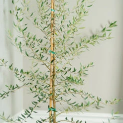 Manzanillo Olive Tree 5 Manzanillo Olive Tree -Fruit Tree Shop Manzanilla Olive Tree 2