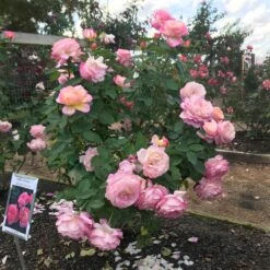 Marc Chagall™ Rose -Fruit Tree Shop Marc Chagall