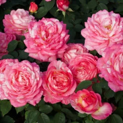 Marc Chagall™ Rose Tree -Fruit Tree Shop Marc Chagall Standard 3