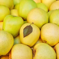 Mutsu (Crispin) Apple Tree -Fruit Tree Shop Matsu Crispin Apple 2 911ff493 b5f3 4735 b48a e3117551cc55