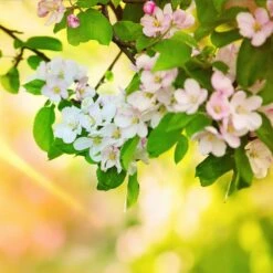 Mutsu (Crispin) Apple Tree -Fruit Tree Shop Matsu Crispin Apple 5 dca4ed85 2ad7 4328 a42e 52262a2a9672