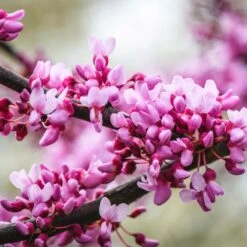 Merlot Redbud Tree 7 Merlot Redbud Tree -Fruit Tree Shop Merlot Redbud 2