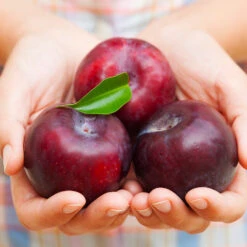 Methley Plum Tree -Fruit Tree Shop Methley Plum 4 4ec34c93 142f 4450 8af1 feb06f93c049