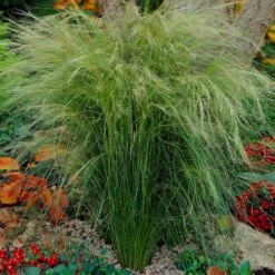 Mexican Feather Grass -Fruit Tree Shop Mexican Feather Grass 5