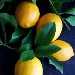 Meyer Lemon Tree - USDA Organic -Fruit Tree Shop Meyer Lemon Tree 4 FGT 86c355b1 1806 432f bbab b2cdc2387094