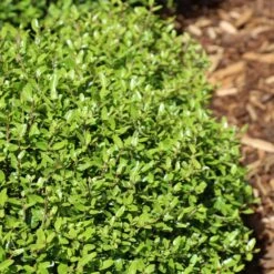 Micron® Holly Shrub -Fruit Tree Shop Micron Holly 4 FGT