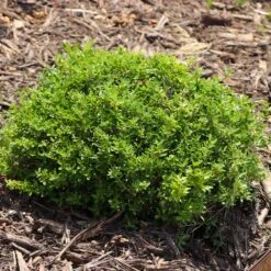 Micron® Holly Shrub -Fruit Tree Shop Micron Holly 8 FGT