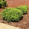 Micron® Holly Shrub