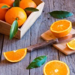 Midknight Valencia Orange -Fruit Tree Shop MidKnight Orange 3 FGT