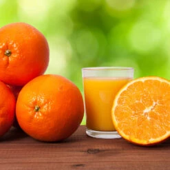 Midknight Valencia Orange -Fruit Tree Shop MidKnight Valencia Orange 3