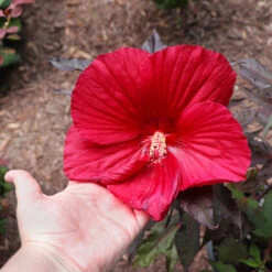 Midnight Marvel Hardy Hibiscus -Fruit Tree Shop Midnight Marvel Hibiscus 2