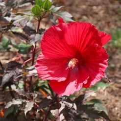 Midnight Marvel Hardy Hibiscus -Fruit Tree Shop Midnight Marvel Hibiscus 6