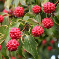 Milky Way Chinese Dogwood Tree -Fruit Tree Shop Milky Way Select 1