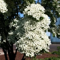 Milky Way Chinese Dogwood Tree -Fruit Tree Shop Milky Way Select 3