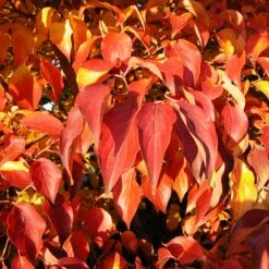 Milky Way Chinese Dogwood Tree -Fruit Tree Shop Milky Way Select 4