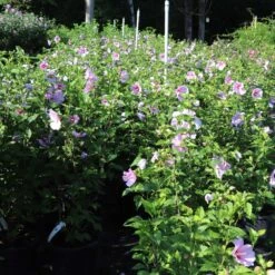 Minerva Rose Of Sharon Althea Shrub -Fruit Tree Shop Minerva Rose of Sharon 1