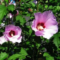 Minerva Rose Of Sharon Althea Shrub -Fruit Tree Shop Minerva Rose of Sharon 2