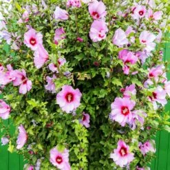 Minerva Rose Of Sharon Althea Shrub -Fruit Tree Shop Minerva Rose of Sharon 3