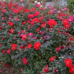 Miracle On The Hudson™ Rose -Fruit Tree Shop Miracle on the Hudson 4 FGT