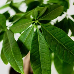 Money Tree In White Pot -Fruit Tree Shop Money Tree Green Circle LIV Pottery Pot 3