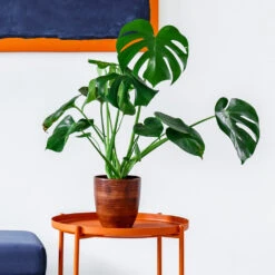 Monstera Deliciosa And Fiddle Leaf Fig Combo -Fruit Tree Shop Monstera delisiosa 1 BB
