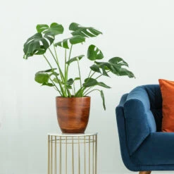 Boho House Plant Kit -Fruit Tree Shop Monstera delisiosa 3 FGT 704a637b b40b 4518 a8eb f83a103d90ba