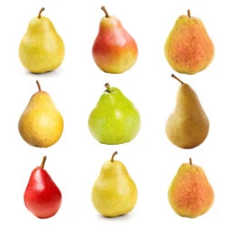 Fruit Tree Shop -Fruit Tree Shop Multifruit Pear