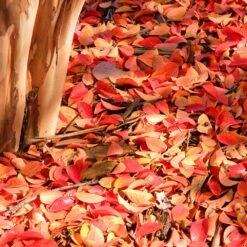 Muskogee Crape Myrtle Tree -Fruit Tree Shop Muskogee Crape Myrtle 6