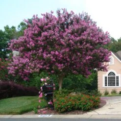 Muskogee Crape Myrtle Tree -Fruit Tree Shop Muskogee Crape Myrtle single trunk