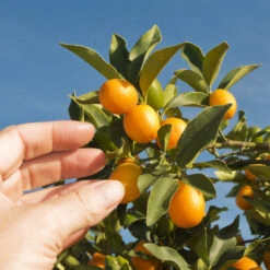 Nagami Kumquat Tree -Fruit Tree Shop Nagami Kumquat 1 FGT 53154ba8 d115 4c13 bdd7 2e152c12e263