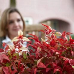 Fire Power Nandina Shrub -Fruit Tree Shop Nandina Firepower 1