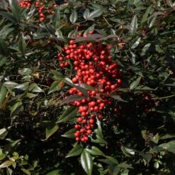 Heavenly Bamboo Nandina Shrub 9 Heavenly Bamboo Nandina Shrub -Fruit Tree Shop Nandina Heavenly Bamboo 3