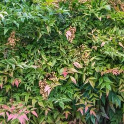 Heavenly Bamboo Nandina Shrub 8 Heavenly Bamboo Nandina Shrub -Fruit Tree Shop Nandina Heavenly Bamboo 4
