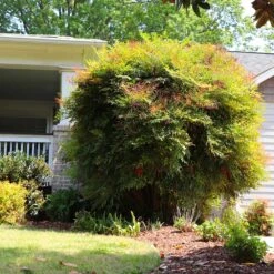 Heavenly Bamboo Nandina Shrub 11 Heavenly Bamboo Nandina Shrub -Fruit Tree Shop Nandina Heavenly Bamboo 7