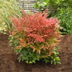 Obsession™ Nandina Shrub -Fruit Tree Shop Nandina Obsession 2