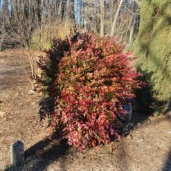 Obsession™ Nandina Shrub -Fruit Tree Shop Nandina Obsession 3