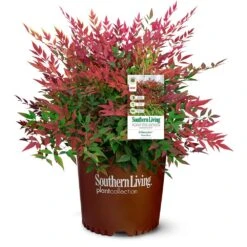 Obsession™ Nandina Shrub -Fruit Tree Shop Nandina Obsession 4