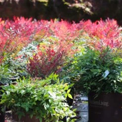 Obsession™ Nandina Shrub -Fruit Tree Shop Nandina Obsession 7 FGT