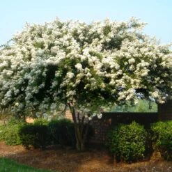 Natchez Crape Myrtle Tree 10 Natchez Crape Myrtle Tree -Fruit Tree Shop Natchez Crape Myrtle 1 FGT