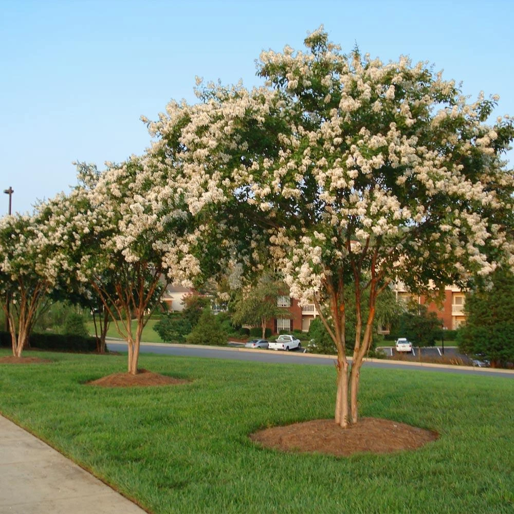 Natchez Crape Myrtle Tree 3 Natchez Crape Myrtle Tree - Image 3