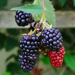 Navaho Blackberry -Fruit Tree Shop Navaho Blackberry 5