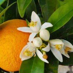 Navel Orange Tree - USDA Organic -Fruit Tree Shop Navel Orange 4 8a86aad7 97b4 4006 b1b3 5eec7b5da47f