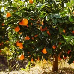 Navel Orange Tree - USDA Organic