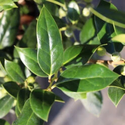 Needlepoint Holly -Fruit Tree Shop Needlepoint Holly 3