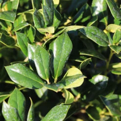 Needlepoint Holly -Fruit Tree Shop Needlepoint Holly 4