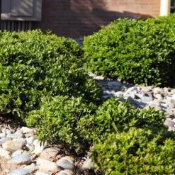 Needlepoint Holly -Fruit Tree Shop Needlepoint Holly 5