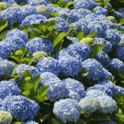 New Arrival 5 Nikko Blue Hydrangea