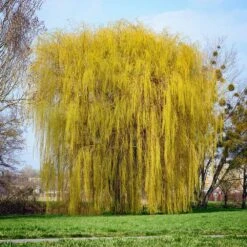 Niobe Golden Weeping Willow 6 Niobe Golden Weeping Willow -Fruit Tree Shop Niobe weeping willow 1